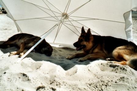 "Quincy" mit "Pollux" im Urlaub