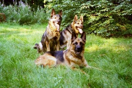 "Quincys" Rentnergang "Serko" und "Pollux"