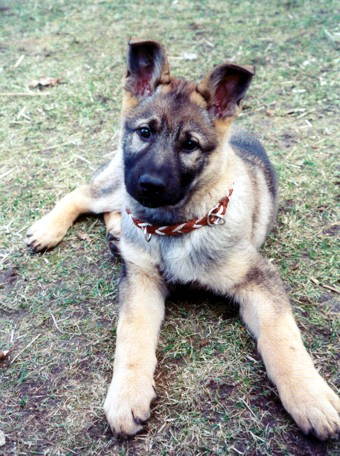 "Quincy" als Baby